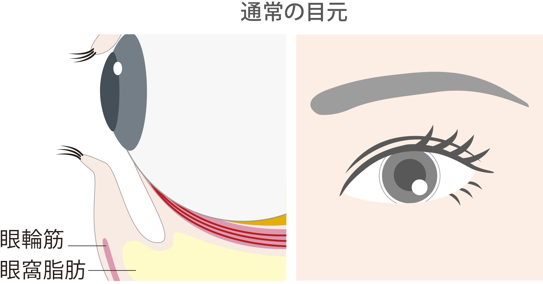 通常の目元
